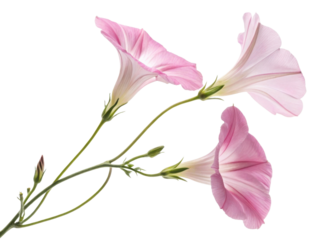 Morning glory flowers bloom beautifully in soft pink hues, showcasing their delicate petals and graceful stems in early light