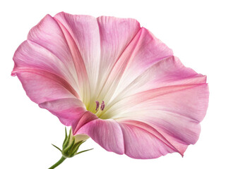 In morning light, glory of flower blooms with delicate pink petals showcasing nature beauty and elegance