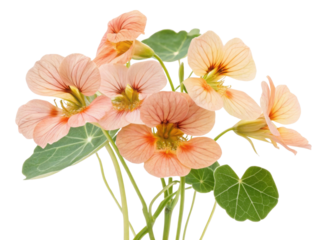 Beautiful nasturtium flowers bloom in soft peach and yellow hues, showcasing their delicate petals and vibrant green leaves
