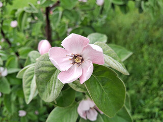 Flowering Quince tree in the spring. Cydonia oblonga