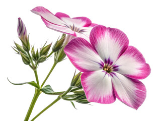 Beautiful phlox flowers bloom with vibrant pink and white petals, showcasing nature artistry in every detail