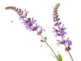 Naklejka premium Salvia flowers bloom beautifully with vibrant purple petals showcasing nature elegance and charm
