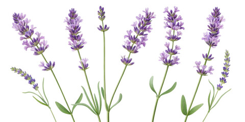 Fototapeta premium Lavender flowers bloom gracefully with vibrant purple hues and delicate petals, creating serene atmosphere in any garden or arrangement
