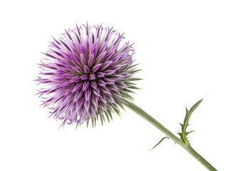 Vibrant thistle flower showcases its stunning purple hues and intricate details, adding beauty to any natural setting