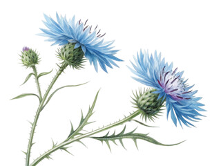 Beautiful thistle flowers bloom with vibrant blue petals, showcasing nature artistry and elegance in every detail