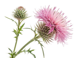 Thistle flower blooms vibrantly with delicate pink petals showcasing nature beauty and resilience in stunning display