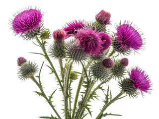 Thistle flowers bloom vibrantly with their striking purple hues creating stunning display of nature beauty