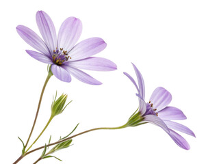 Fototapeta premium Beautiful waxflower blooms showcase delicate petals and vibrant colors, perfect for adding charm to any arrangement