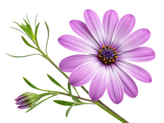 Beautiful waxflower blooms with vibrant purple petals and delicate green leaves, showcasing nature elegance and charm