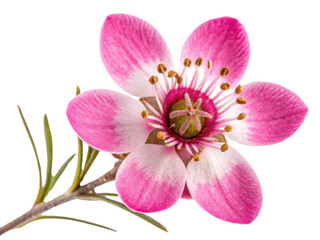 Obraz premium Stunning waxflower blooms with delicate pink petals and vibrant yellow stamens, showcasing nature beauty in every detail