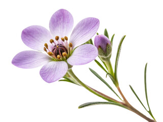 Obraz premium Delicate waxflower blooms gracefully with soft purple petals and budding flower, showcasing nature beauty and elegance