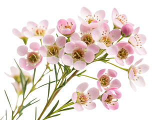 Fototapeta premium Waxflower blooms beautifully with delicate pink petals and sweet fragrance, making it lovely addition to any floral arrangement