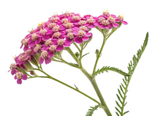 Obraz premium Yarrow flower blooms vibrantly with clusters of pink petals showcasing its delicate beauty in nature garden