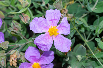 Fototapeta premium Flor de color rosa Cistus creticus o jara, zerguazo, estepa, jaguarzo, jaduarzo delgado, cisto macho en primavera. Flores de color rosa.