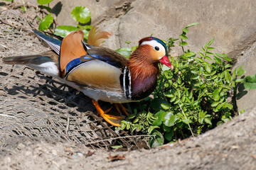 美しいオシドリ（カモ科） 英名学名：Mandarin Duck, Aix galericulata...