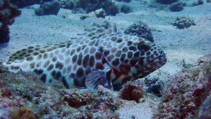 Fish in the sea