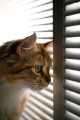 A young tricolor cat sits on a window and looks out through a gap in the blinds to the street, green eyes.