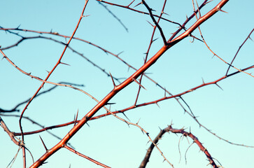Natural background of a branch with large thorns against a blue sky.