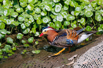 美しいオシドリ（カモ科） 英名学名：Mandarin Duck, Aix galericulata...