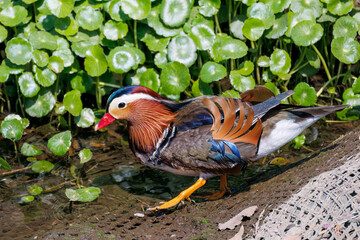 美しいオシドリ（カモ科） 英名学名：Mandarin Duck, Aix galericulata...