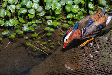 美しいオシドリ（カモ科） 英名学名：Mandarin Duck, Aix galericulata...