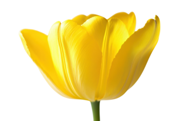 A single yellow tulip bloom