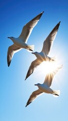 Obraz premium Three seagulls soaring against a clear blue sky with bright sunlight from below low angle wildlife nature