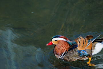 美しいオシドリ（カモ科） 英名学名：Mandarin Duck, Aix galericulata クレソン（アブラナ科）やフキ（キク科）が生える美しいせせらぎ。 二ヶ領用水中原区川崎市神奈川県-2025 