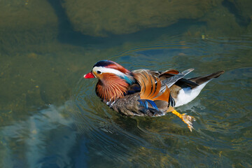美しいオシドリ（カモ科） 英名学名：Mandarin Duck, Aix galericulata...