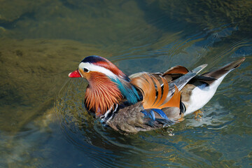 美しいオシドリ（カモ科） 英名学名：Mandarin Duck, Aix galericulata...