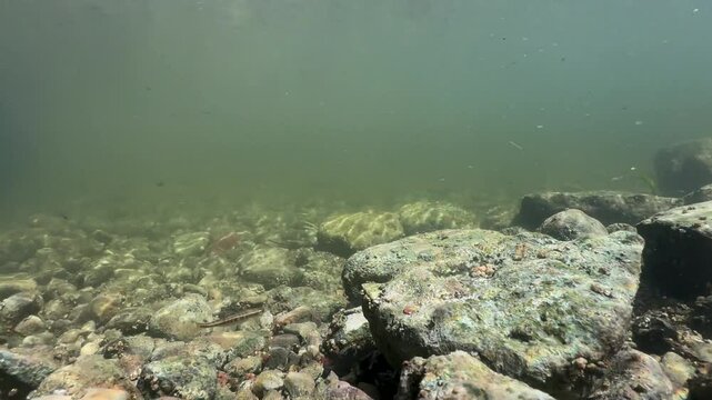 Single Eurasian minnow (Phoxinus phoxinus) in a shallow river before spawning season. Estonia.
