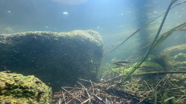 Eurasian minnows (Phoxinus phoxinus) preparing for spawning season in a small stream. Estonia.