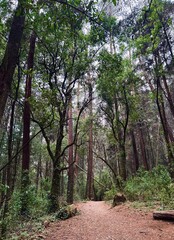 Bosque 
Forest