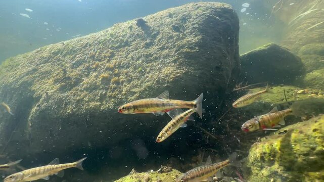 Eurasian minnows (Phoxinus phoxinus) feeding before spawning season in a shallow river. Estonia.