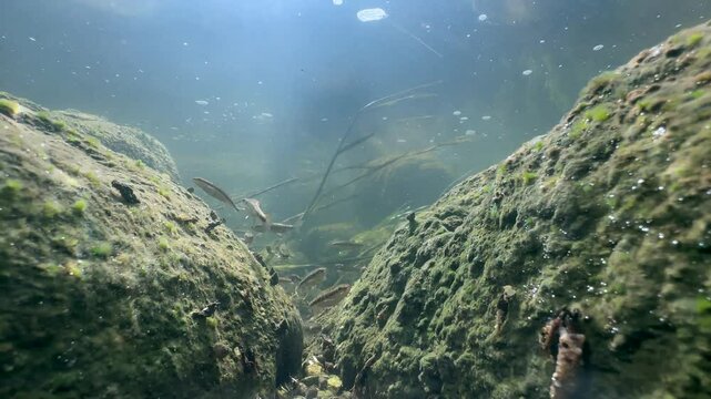 Eurasian minnows (Phoxinus phoxinus) before spawning season in a shallow river in Estonia.
