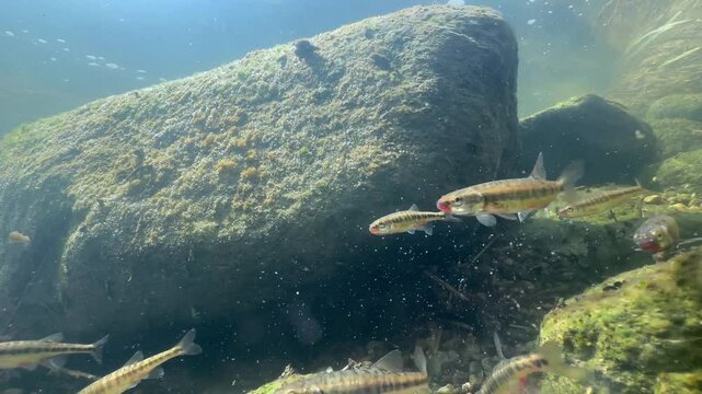 Eurasian minnows (Phoxinus phoxinus) feeding before spawning season in a shallow river in Estonia.