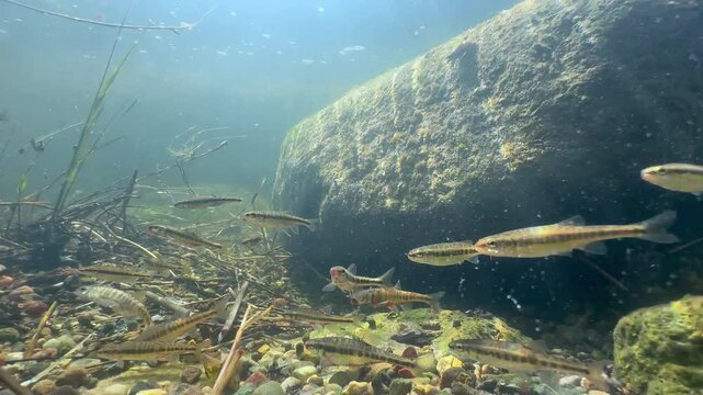Eurasian minnows (Phoxinus phoxinus) during spawning season in a shallow river in Estonia.
