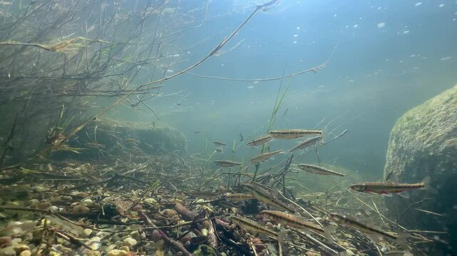 Eurasian minnows (Phoxinus phoxinus) looking for a best place for spawning in a shallow river. Estonia.