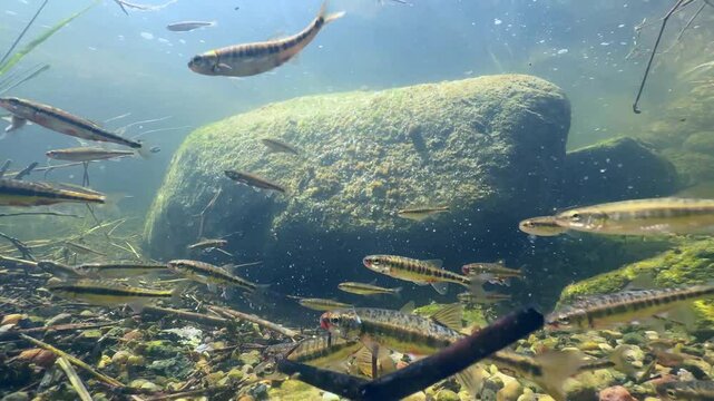 Male Eurasian minnows (Phoxinus phoxinus) with nuptial colouration during spawning season in a small stream. Estonia.