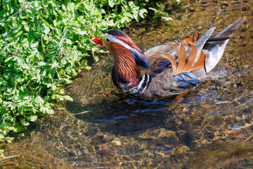 美しいオシドリ（カモ科）
英名学名：Mandarin Duck,  Aix galericulata
クレソン（アブラナ科）やフキ（キク科）が生える美しいせせらぎ。
二ヶ領用水中原区川崎市神奈川県-2025
