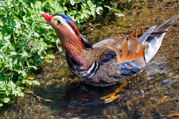 美しいオシドリ（カモ科）
英名学名：Mandarin Duck,  Aix...