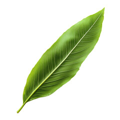 Obraz premium Lush green leaf, vibrant veins, smooth texture