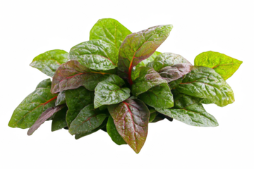 A bunch of green and red leaves are arranged in a pile