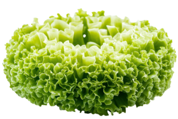 A head of green leaf lettuce