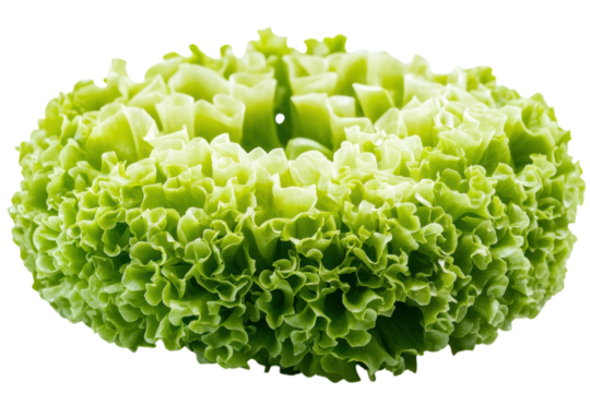 A head of green leaf lettuce