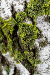 green lichen on birch