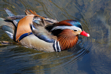 美しいオシドリ（カモ科）
英名学名：Mandarin Duck,  Aix...