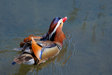 美しいオシドリ（カモ科）
英名学名：Mandarin Duck,  Aix...