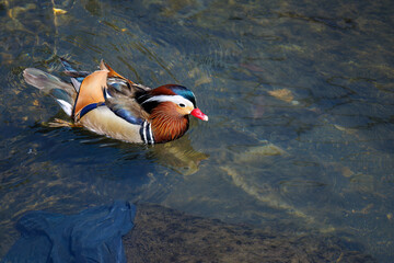 美しいオシドリ（カモ科）
英名学名：Mandarin Duck,  Aix...