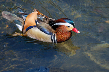 美しいオシドリ（カモ科）
英名学名：Mandarin Duck,  Aix galericulata
クレソン（アブラナ科）やフキ（キク科）が生える美しいせせらぎ。
二ヶ領用水中原区川崎市神奈川県-2025
